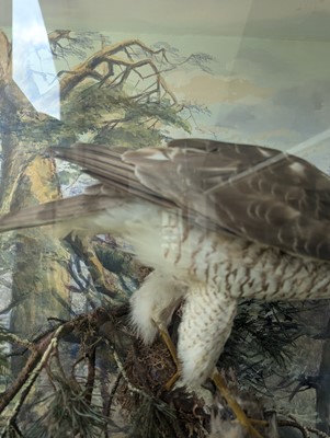 Lot 127 - Taxidermy: a female sparrowhawk