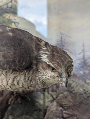 Lot 127 - Taxidermy: a female sparrowhawk