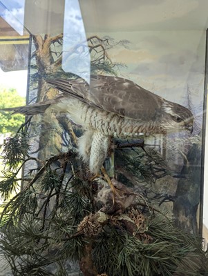 Lot 127 - Taxidermy: a female sparrowhawk
