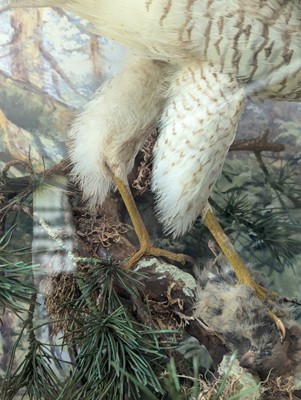 Lot 127 - Taxidermy: a female sparrowhawk