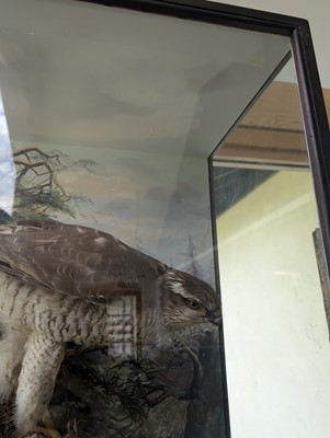 Lot 127 - Taxidermy: a female sparrowhawk