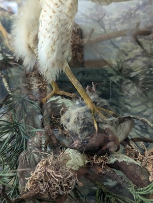 Lot 127 - Taxidermy: a female sparrowhawk