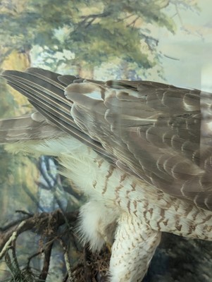 Lot 127 - Taxidermy: a female sparrowhawk