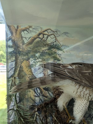 Lot 127 - Taxidermy: a female sparrowhawk