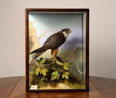 Lot 125 - Taxidermy: a Eurasian hobby