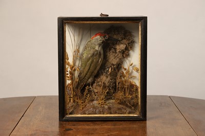 Lot 115 - Taxidermy: a green woodpecker