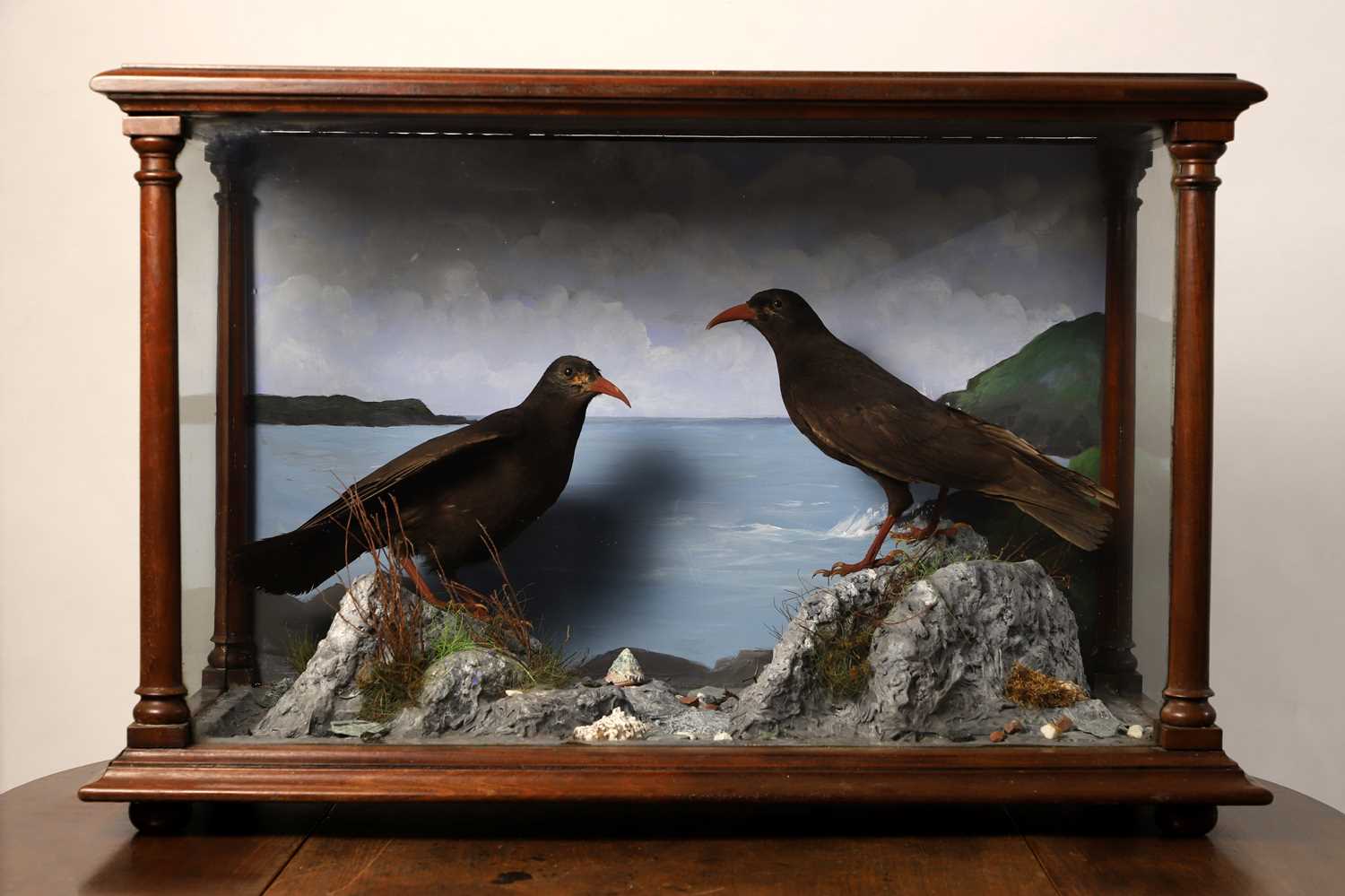Lot 113 - Taxidermy: a pair of choughs