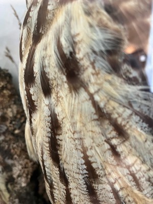 Lot 120 - Taxidermy: a Eurasian eagle owl