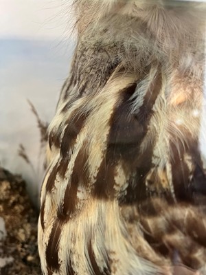 Lot 120 - Taxidermy: a Eurasian eagle owl