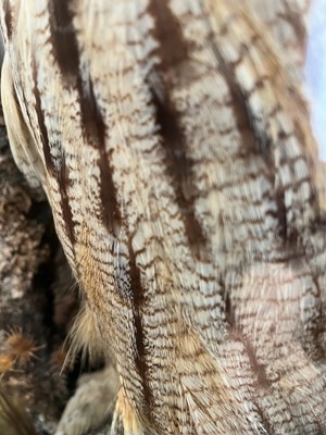 Lot 120 - Taxidermy: a Eurasian eagle owl