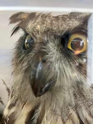 Lot 120 - Taxidermy: a Eurasian eagle owl