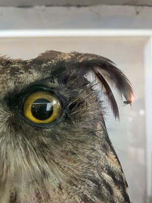 Lot 120 - Taxidermy: a Eurasian eagle owl