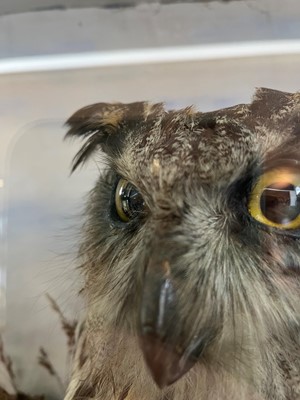Lot 120 - Taxidermy: a Eurasian eagle owl
