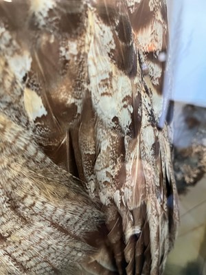 Lot 120 - Taxidermy: a Eurasian eagle owl