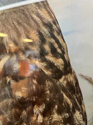 Lot 120 - Taxidermy: a Eurasian eagle owl