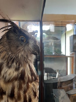Lot 120 - Taxidermy: a Eurasian eagle owl