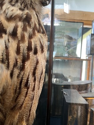 Lot 120 - Taxidermy: a Eurasian eagle owl