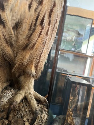 Lot 120 - Taxidermy: a Eurasian eagle owl