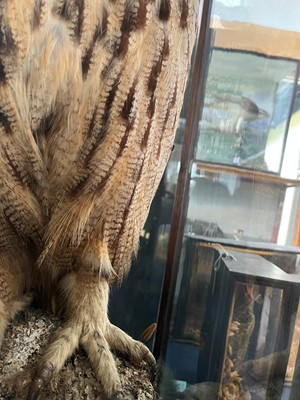 Lot 120 - Taxidermy: a Eurasian eagle owl