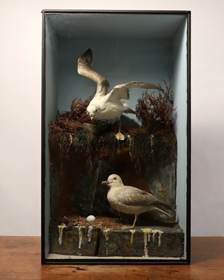 Lot 106 - Taxidermy: a pair of kittiwakes