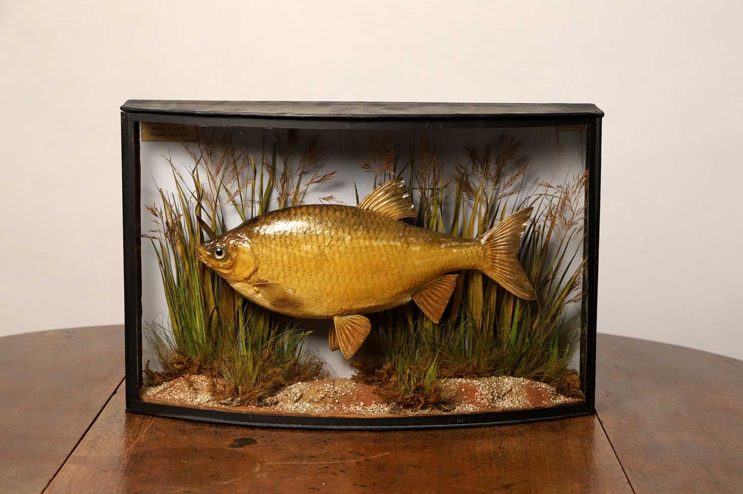 Lot 139 - Taxidermy: a rudd