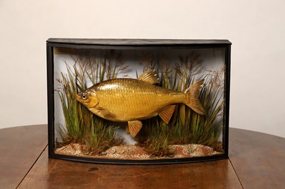 Lot 139 - Taxidermy: a rudd
