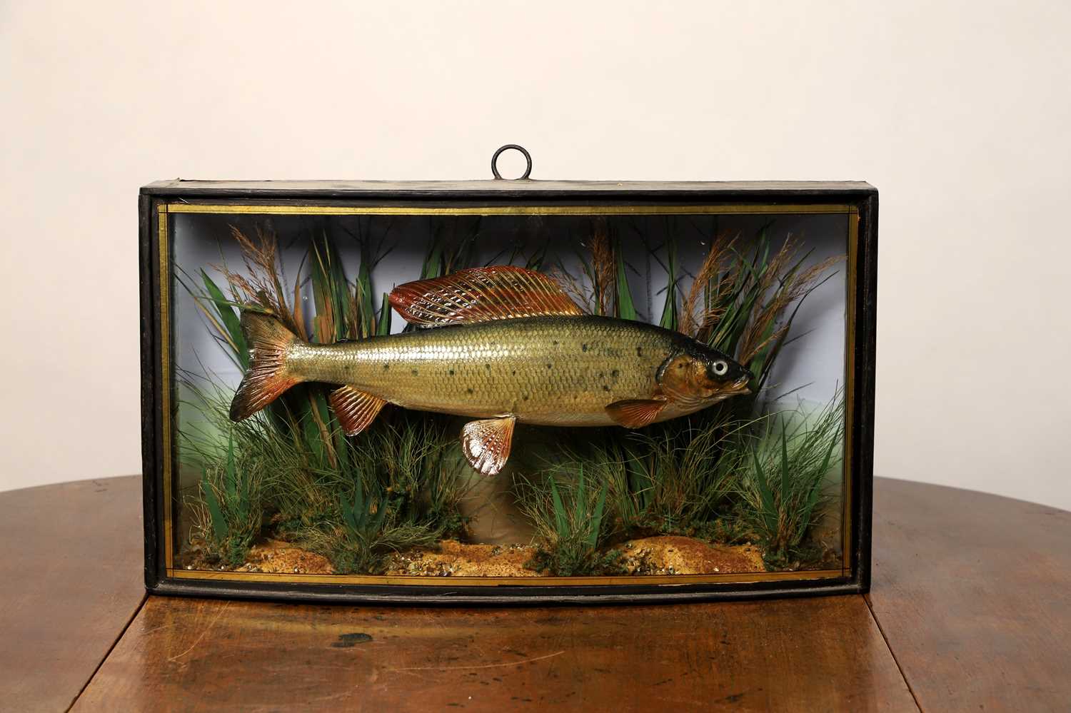 Lot 136 - Taxidermy: a grayling