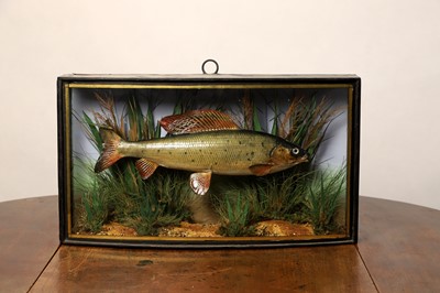 Lot 136 - Taxidermy: a grayling