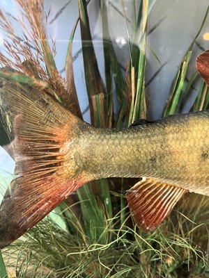 Lot 136 - Taxidermy: a grayling