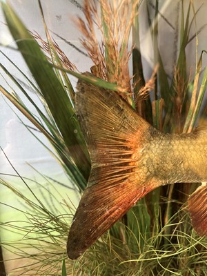 Lot 136 - Taxidermy: a grayling