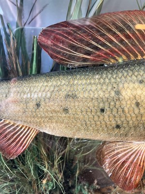 Lot 136 - Taxidermy: a grayling