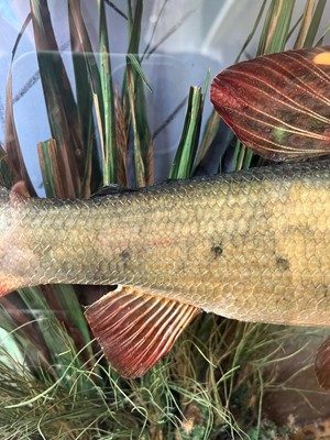 Lot 136 - Taxidermy: a grayling