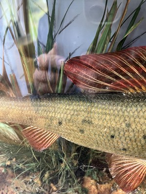 Lot 136 - Taxidermy: a grayling