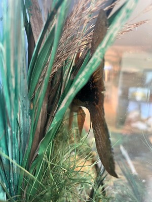 Lot 136 - Taxidermy: a grayling