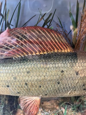 Lot 136 - Taxidermy: a grayling