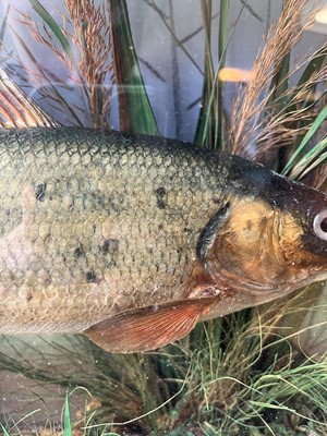 Lot 136 - Taxidermy: a grayling
