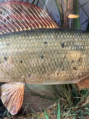 Lot 136 - Taxidermy: a grayling