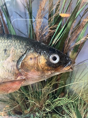 Lot 136 - Taxidermy: a grayling