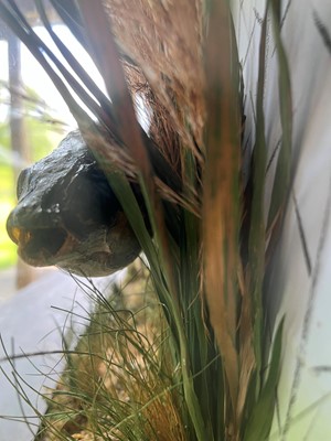 Lot 136 - Taxidermy: a grayling