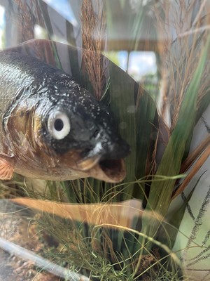 Lot 136 - Taxidermy: a grayling