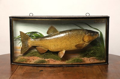 Lot 133 - Taxidermy: a chub