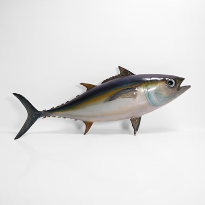 Lot 520 - A taxidermy yellowfin tuna (Thunnus albacares)