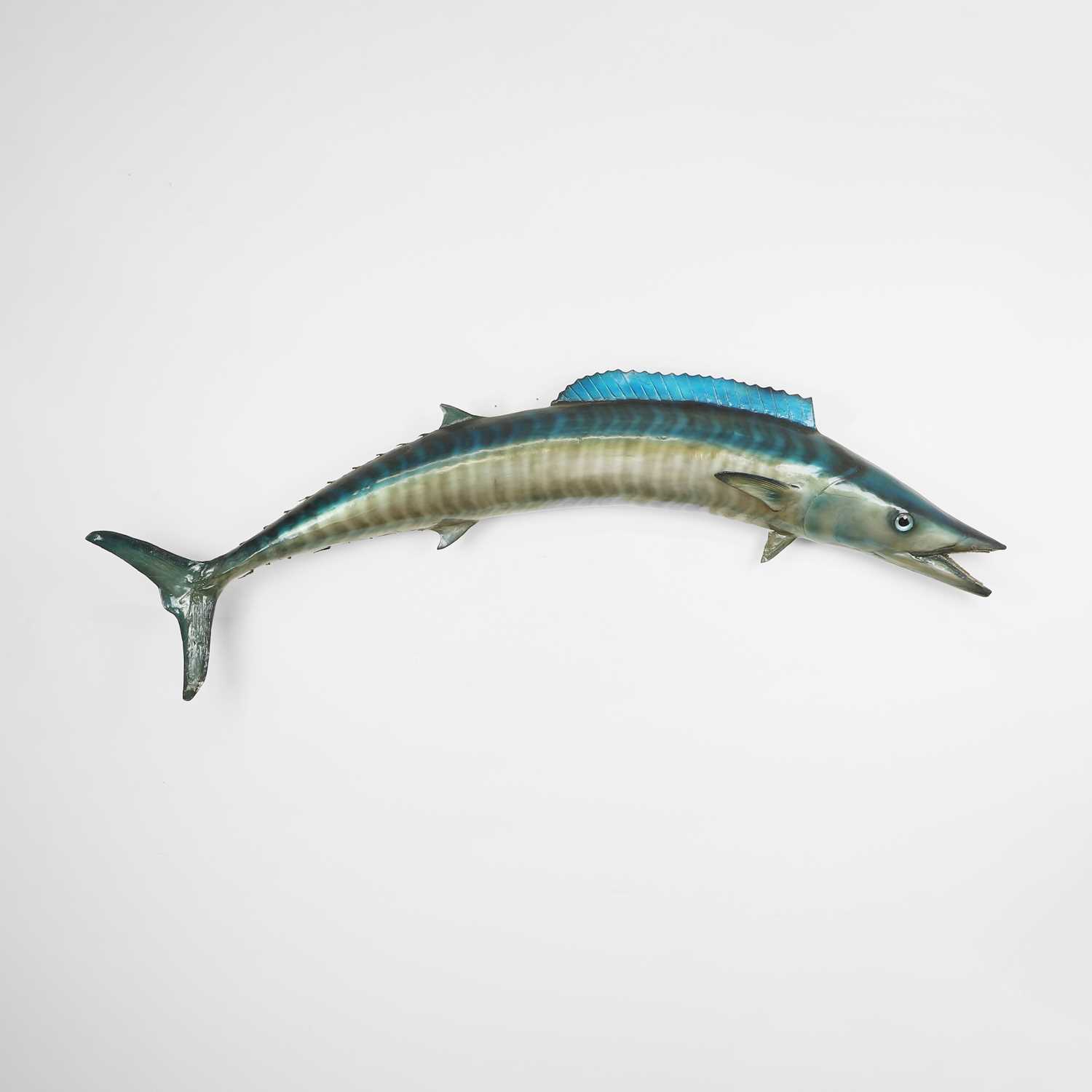 Lot 521 - A taxidermy wahoo (Acanthocybium solandri)