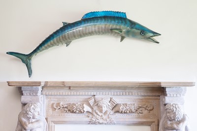 Lot 521 - A taxidermy wahoo (Acanthocybium solandri)