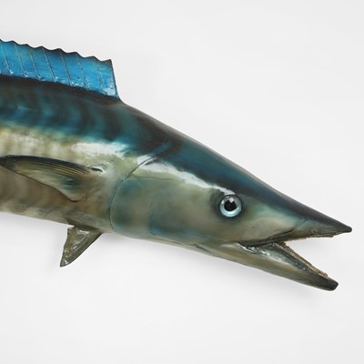 Lot 521 - A taxidermy wahoo (Acanthocybium solandri)