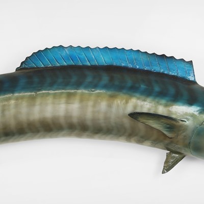 Lot 521 - A taxidermy wahoo (Acanthocybium solandri)