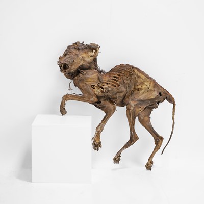 Lot 49 - A mummified cat