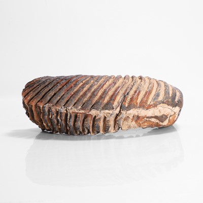 Lot 136 - A fossilised woolly mammoth (Mammuthus primigenius) tooth