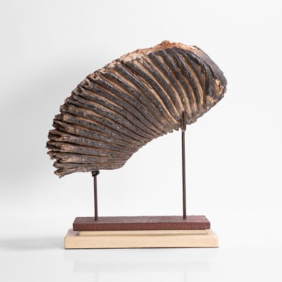 Lot 136 - A fossilised woolly mammoth (Mammuthus primigenius) tooth