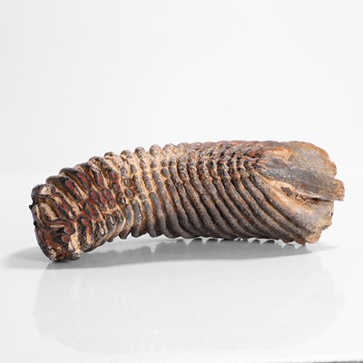 Lot 136 - A fossilised woolly mammoth (Mammuthus primigenius) tooth